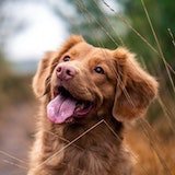 Image of a cute dog